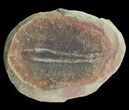 Didontogaster Fossil Worm (Pos/Neg) - Mazon Creek #70593-1